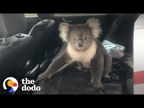 Guy Finds Wild Koala In The Back Seat Of This Car Video