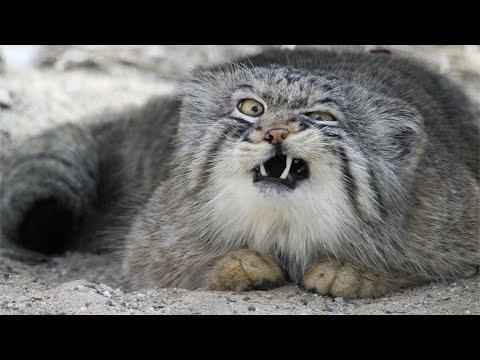 Funny Cats and Dogs Sneezing Compilation