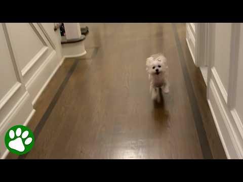 Dog has the most adorable reaction every time this song is played #Video