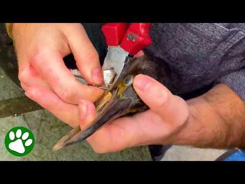 Hero Rescues Poor Bird from a Fishing Hook #Video