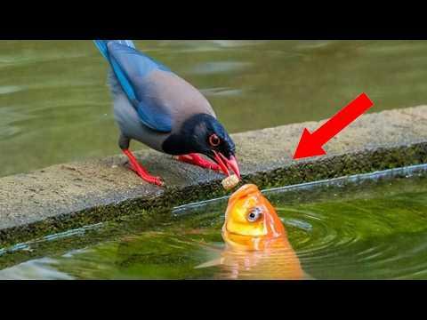 Animals Helping Each Other In Ways You Never Expected! #Video
