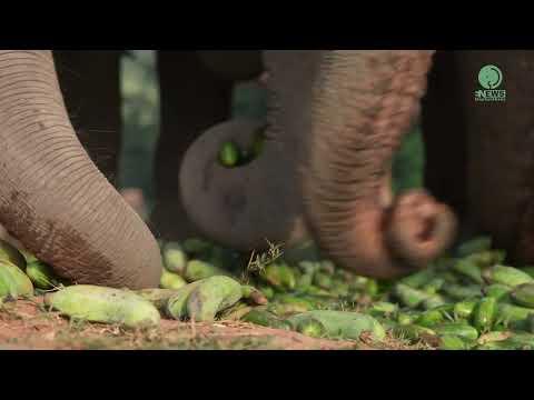 The Delicious Sounds In The Mouth Of Elephants Eating A Variety Of Food - ElephantNews #Video