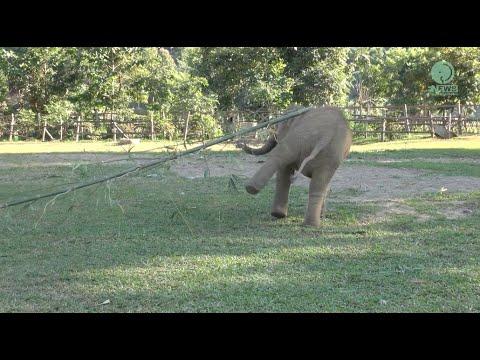 Curious Baby Elephant Play With The Bamboo For The First Time - ElephantNews #Video