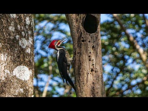 Lineated Woodpecker drumming.