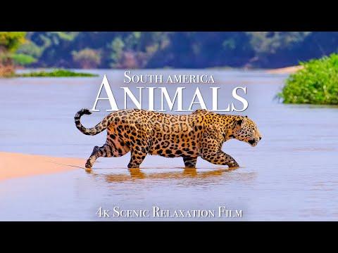 Animals of South America 4K - Scenic Wildlife Film With Calming Music #Video