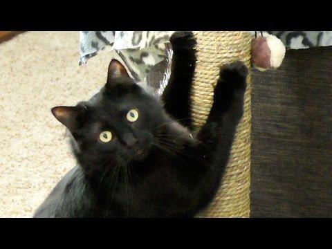 9 Reasons Black Cat Owners Are Lucky!