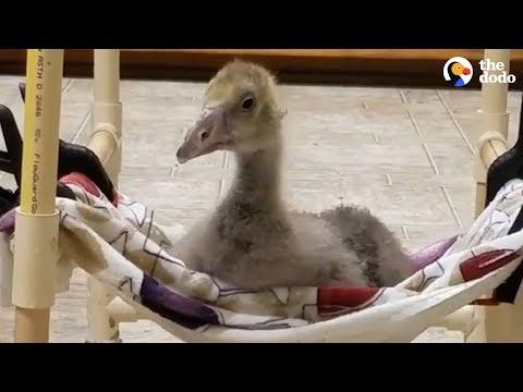 Determined Baby Goose Teaches Himself To Walk  | The Dodo