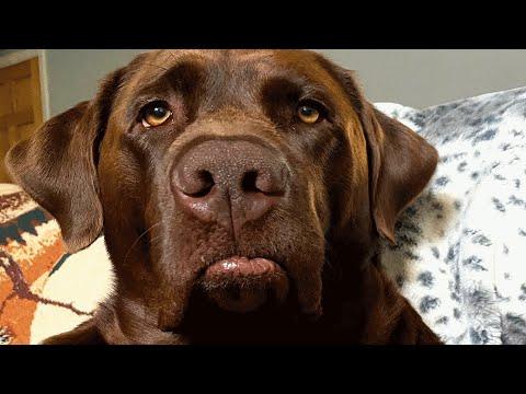 Dog makes the saddest face when his feelings are hurt #Video