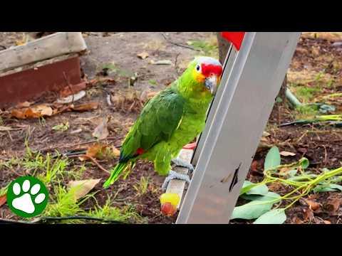 Escaped Parrot Chooses a New Family #video