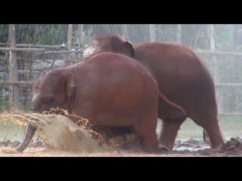 Two-Year Transformation Of Baby Elephant Chaba Being Rescued To Elephant Nature Park - ElephantNews 
