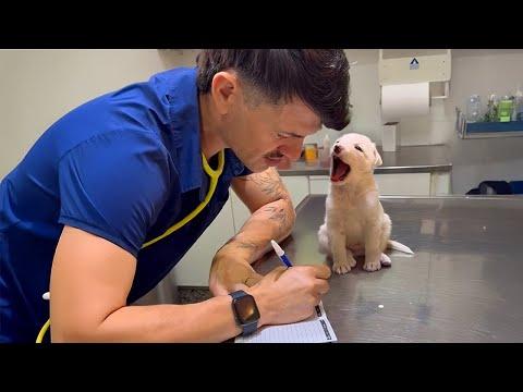 Adorable Dogs Who Interrupt Their Own Vet Checkups #Video