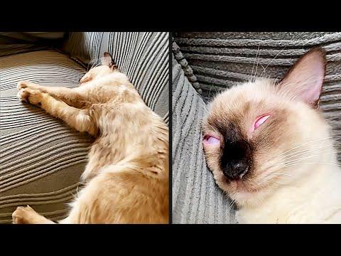 They Saw The Fourth Dimension | YOUR Daily Dose of Pets #Video