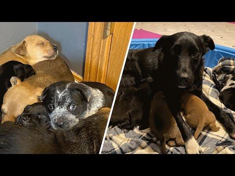 After losing her babies, mama dog adopts orphaned puppies #Video