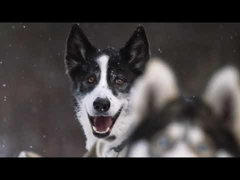 The dogsled pack leader who loves to run | Dog Days of Winter | Alberta, Canada