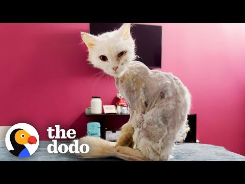 Cat Turns Into Skeleton After Being Abandoned On Street #Video