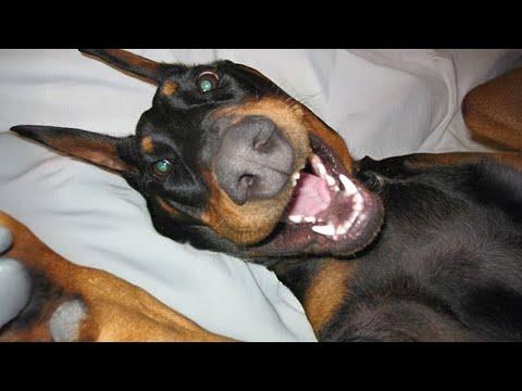 Doberman's Unexpected Hilarious Moments That Will Make You Laugh! #Video