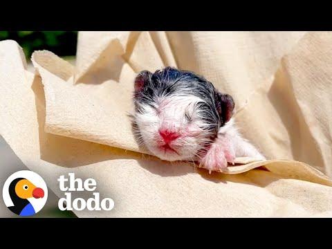 Rescued Kitten Has Still The Placenta Attached To Him #Video