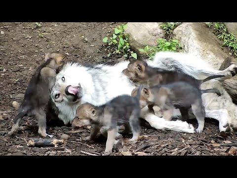 Wolf Babysits Her Rambunctious Newborn Siblings #video