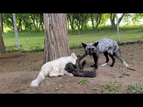 Happy fox family grooms each other #Video