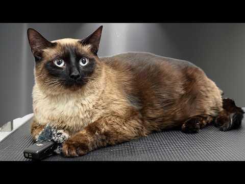 I Groomed the Happiest Cat Alive...He LOVED Grooming #Video