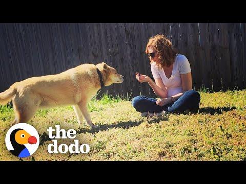 It Took Years To Get This Feral Dog Inside A House #Video