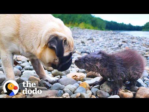 Baby Otter Learns To Swim With A Family Of Dogs