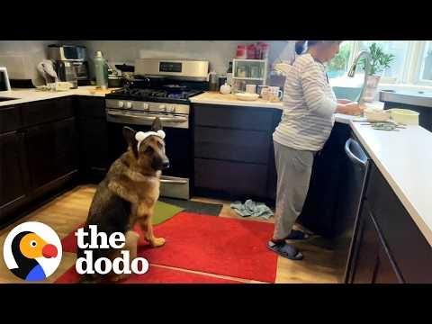 Senior German Shepherd Loves to Bring Grandma Her Slippers #Video