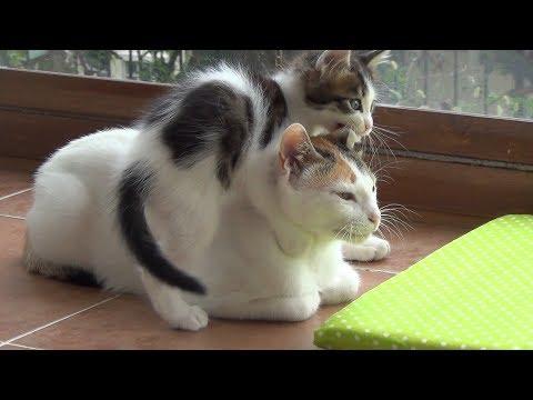 A very patient mother cat with 5 crazy active kittens !! #video