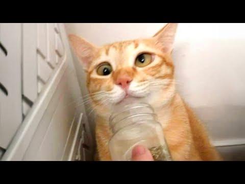 When Your Cat Has Entered The Matrix!  #Video