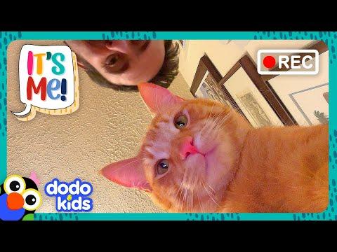 Sneaky Kittens Keep Spilling Our Water — But Why? | Dodo Kids #Video