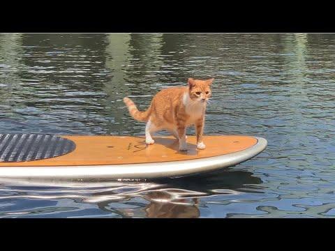 Marlin, the cat-dog, goes Paddle Boarding!! #Video