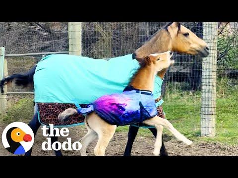 Horse Rescued From Kill-Pen