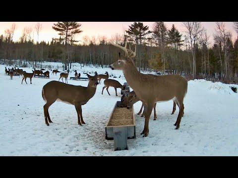 Brownville's Food Pantry For Deer