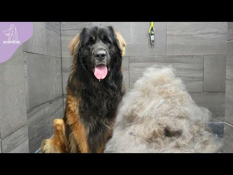 His First EVER Groom | Beautiful Transformation On A Giant Leonberger Dog #Video