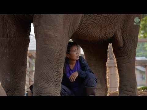 Lek Sings Lullabies to Faa Mai: An Unbreakable Bond - ElephantNews #Video