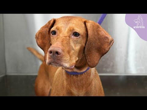 The Beautiful Hungarian Vizsla #Video