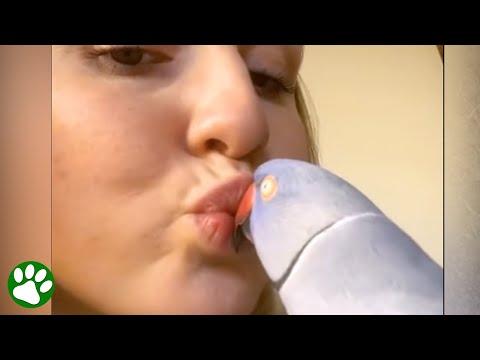 Cheeky parrot loves giving kisses #Video