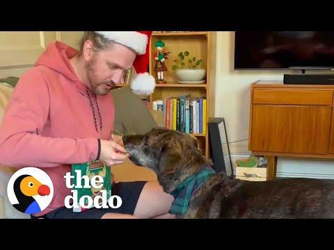 This Dog's Story Is Pure Christmas Magic #Video