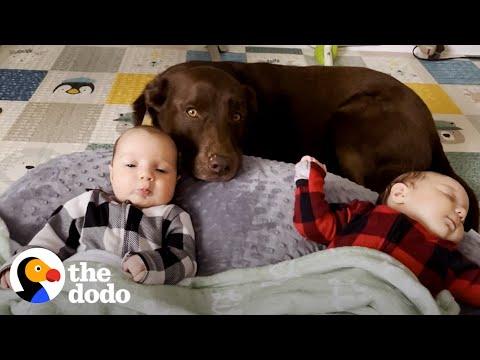 Chocolate Lab is the Best Big Sister in the World #Video