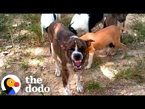 Mama Dog Who Wouldn't Let Anyone Near Babies Finally Gets Rescued #Video