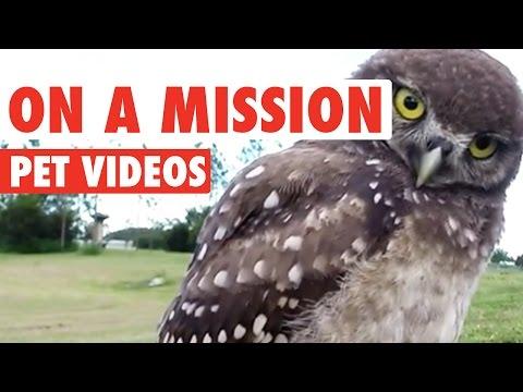 Pets On A Mission || Funny Animal Compilation