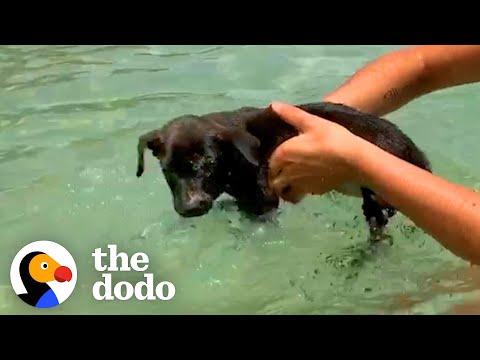 Woman Finds Abandoned 6 Week Old Puppy On The Beach #Video