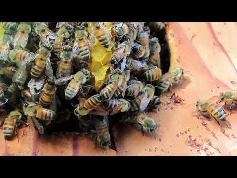 Wild Honey Bee Hive Up Close - A Meditation