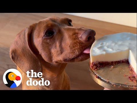 The Fanciest Dog Meals In The World #Video