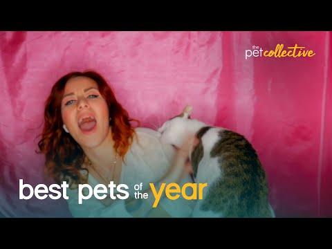 Top 20 Pets Being Absolute Biggest Jerks of 2020 Video