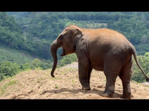 Watch Baby Elephant's Emotional Search for Her Missing Mom - ElephantNews #Video