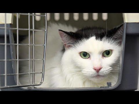 Dear Cats: Be Like Henry. Sincerely, Every Cat Groomer Ever #Video