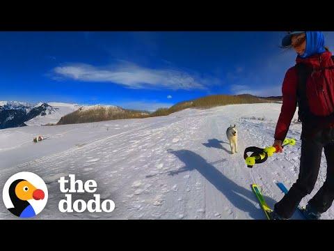 Woman Moves To The Mountains So Her Husky Could Ski #Video