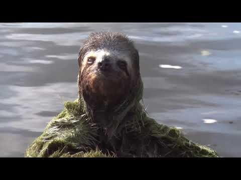 Talking animals from BBC #Video