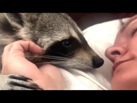 This raccoon thinks I'm her mommy #Video